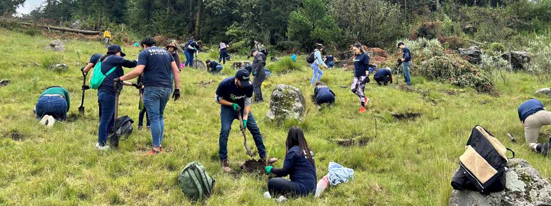 reforestacion ciudad de mexico element