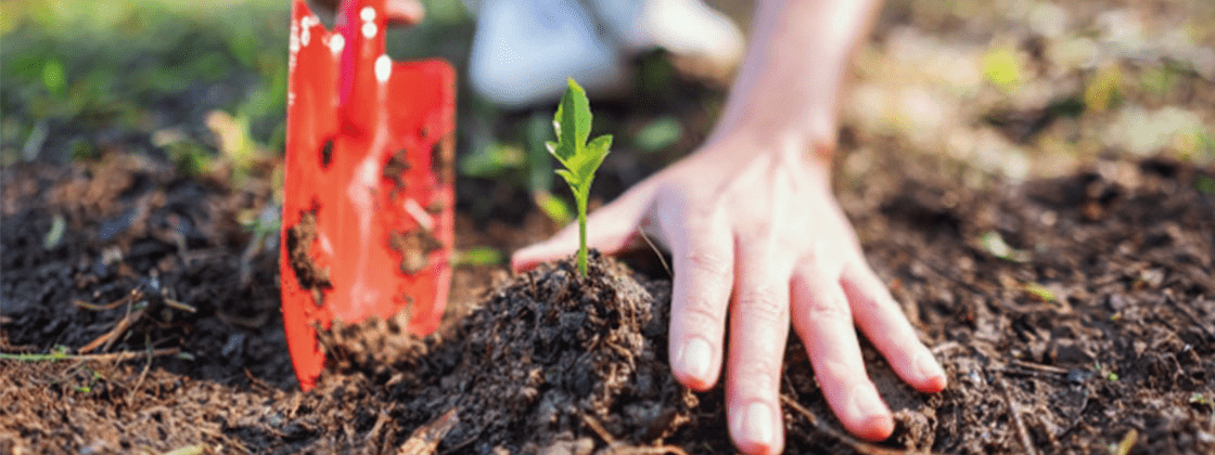 reforestacion ciudad de mexico element